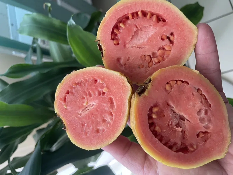 Passion Fruit_mobile